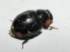 Hyperaspis sp. Hyperaspis sp.