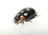 Hyperaspis sp. Hyperaspis sp.