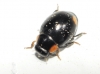 Hyperaspis sp. Hyperaspis sp.