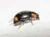 Hyperaspis sp. Hyperaspis sp.