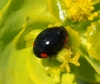 Hyperaspis sp. Hyperaspis sp.