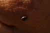 Hyperaspis sp. Hyperaspis sp.