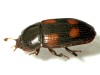 Glischrochilus quadripunctatus Glischrochilus quadripunctatus