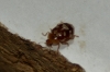 Myrrha octodecimguttata Myrrha octodecimguttata