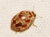 Myrrha octodecimguttata Myrrha octodecimguttata