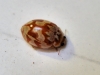 Myrrha octodecimguttata Myrrha octodecimguttata
