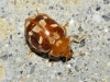 Myrrha octodecimguttata Myrrha octodecimguttata