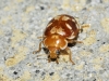 Myrrha octodecimguttata Myrrha octodecimguttata