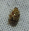 Myrrha octodecimguttata Myrrha octodecimguttata