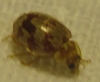 Myrrha octodecimguttata Myrrha octodecimguttata