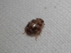 Myrrha octodecimguttata Myrrha octodecimguttata