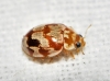 Myrrha octodecimguttata Myrrha octodecimguttata