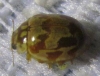 Myrrha octodecimguttata Myrrha octodecimguttata