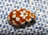 Myrrha octodecimguttata ? Myrrha octodecimguttata