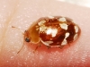Myrrha octodecimguttata Myrrha octodecimguttata