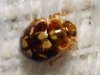 Myrrha octodecimguttata Myrrha octodecimguttata