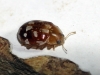 Myrrha octodecimguttata Myrrha octodecimguttata