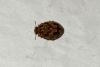 Myrrha octodecimguttata Myrrha octodecimguttata