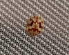 Myrrha octodecimguttata Myrrha octodecimguttata