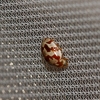 Myrrha octodecimguttata Myrrha octodecimguttata