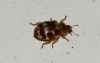 Myrrha octodecimguttata Myrrha octodecimguttata