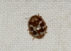 Myrrha octodecimguttata Myrrha octodecimguttata