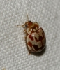 Myrrha octodecimguttata Myrrha octodecimguttata