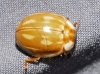Neomysia oblongoguttata Neomysia oblongoguttata