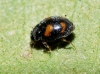 Nephus quadrimaculatus? Nephus quadrimaculatus?
