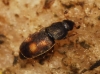 Nitidula carnaria (Schaller, 1783)