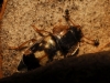 Nitidula flavomaculata Rossi, 1790 Nitidula flavomaculata Rossi, 1790