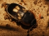 Nitidula flavomaculata Rossi, 1790 Nitidula flavomaculata Rossi, 1790