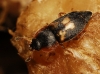 Nitidula flavomaculata Rossi, 1790 Nitidula flavomaculata Rossi, 1790