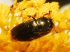 Nitidulidae ? Nitidulidae ?