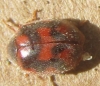 Novius cruentatus Novius cruentatus