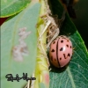 Oenopia conglobata Oenopia conglobata