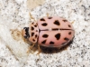Oenopia conglobata Oenopia conglobata