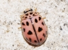 Oenopia conglobata Oenopia conglobata