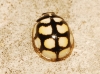Oenopia lyncea Oenopia lyncea