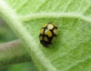 Oenopia lyncea Oenopia lyncea
