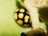 Oenopia lyncea Oenopia lyncea