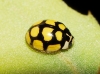 Oenopia lyncea Oenopia lyncea
