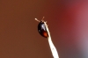 Olibrus bicolor (Fabricius, 1792)
