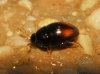 Olibrus bicolor (Fabricius, 1792)