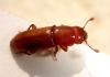 Pityophagus sp. Pityophagus sp.
