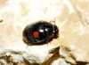 Platynaspis luteorubra Platynaspis luteorubra