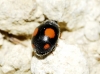 Platynaspis luteorubra Platynaspis luteorubra
