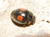 Platynaspis luteorubra Platynaspis luteorubra