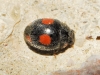 Platynaspis luteorubra Platynaspis luteorubra