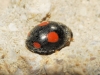 Platynaspis luteorubra Platynaspis luteorubra